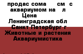 продас сома ( 35см) с аквариумом на 70л › Цена ­ 3 000 - Ленинградская обл., Санкт-Петербург г. Животные и растения » Аквариумистика   